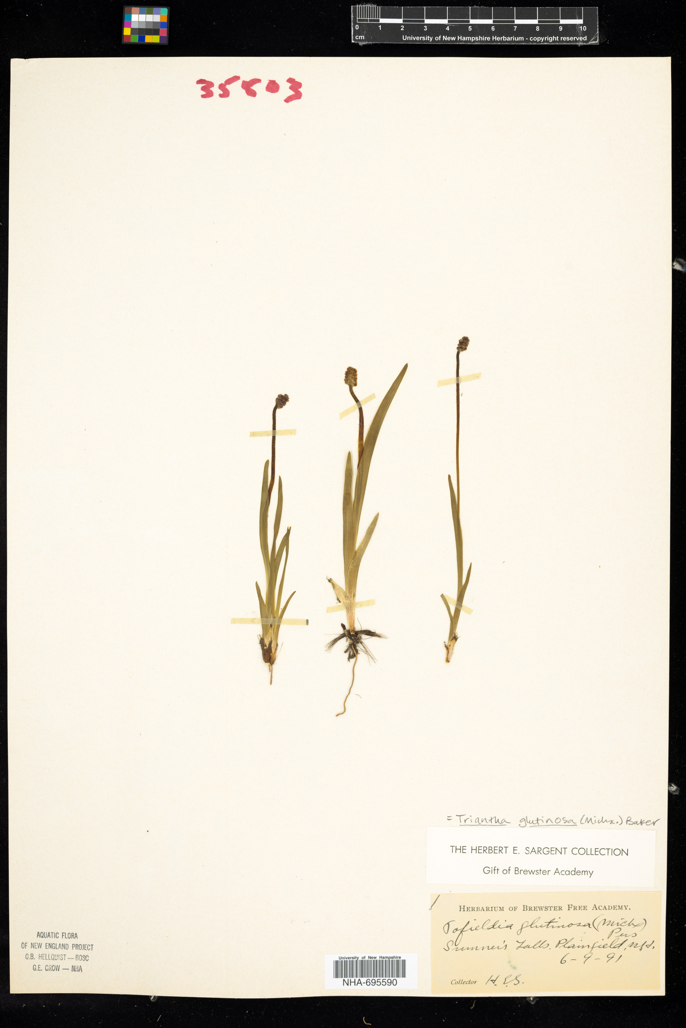 Tofieldiaceae image