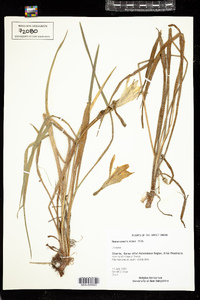 Image of Hemerocallis minor
