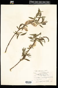 Salix petiolaris image