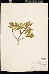 Lonicera villosa var. calvescens image