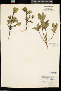 Lonicera villosa image