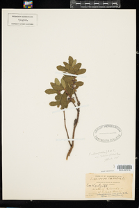 Lonicera villosa image