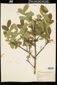 Lonicera villosa image