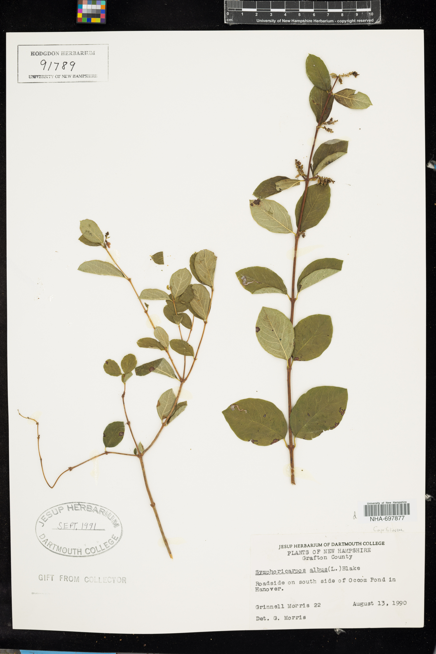 Symphoricarpos albus image