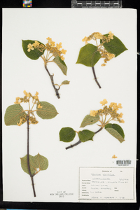 Viburnum lantanoides image