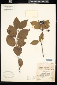 Viburnum lentago image