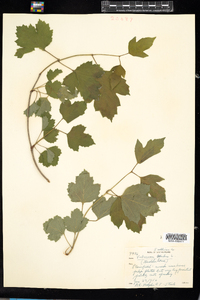 Viburnum opulus image