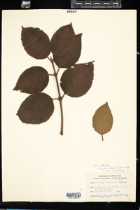 Viburnum plicatum image