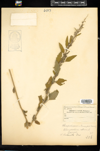 Chenopodium album image