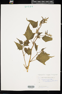 Chenopodium simplex image