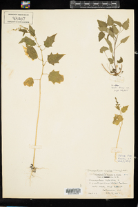 Chenopodium simplex image