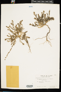 Suaeda maritima image