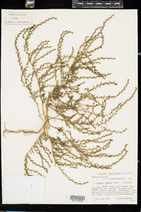 Suaeda maritima image