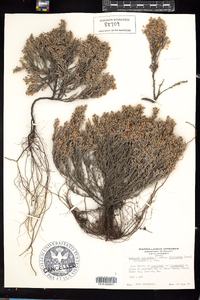 Hudsonia ericoides image