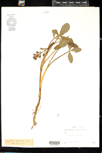 Menyanthes trifoliata image