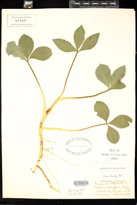 Menyanthes trifoliata image