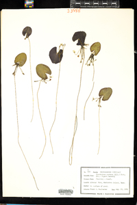 Nymphoides cordata image