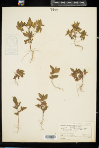 Acalypha rhomboidea image