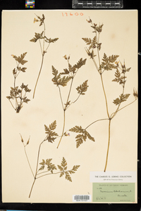 Geranium robertianum image