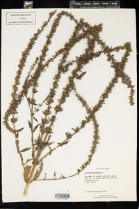 Lythrum salicaria image