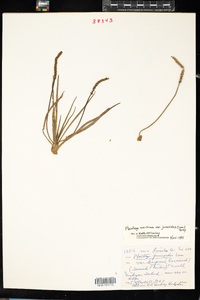 Plantago maritima var. juncoides image