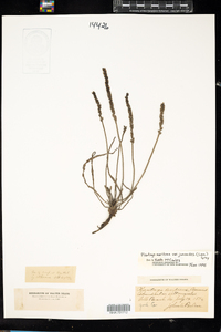 Plantago maritima var. juncoides image