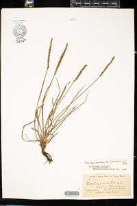 Plantago maritima var. juncoides image