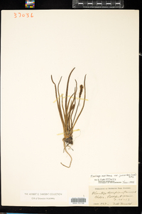 Plantago maritima var. juncoides image