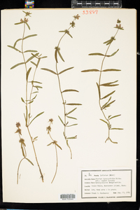 Stachys hyssopifolia image