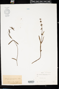 Stachys hyssopifolia image