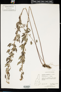 Lespedeza virginica image