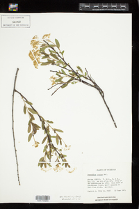 Image of Ceanothus herbaceus