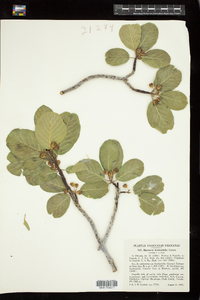 Image of Frangula betulifolia