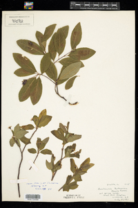 Amelanchier bartramiana image