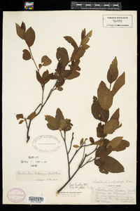 Amelanchier bartramiana image