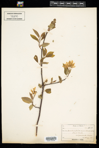 Amelanchier canadensis image