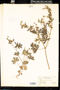 Geranium bicknellii image