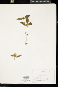 Galeopsis tetrahit image