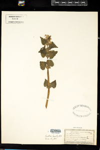 Lamium maculatum image