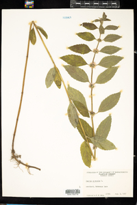 Mentha arvensis image