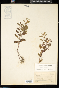 Mentha arvensis image