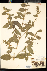 Mentha arvensis image