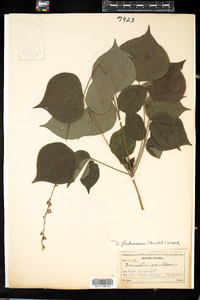 Desmodium glutinosum image