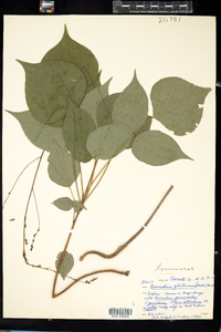 Desmodium glutinosum image