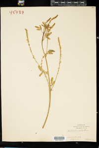 Melilotus officinalis image