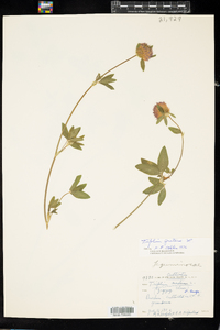 Trifolium pratense image