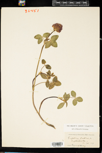 Trifolium pratense image