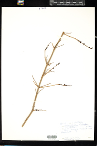 Image of Abeliophyllum distichum