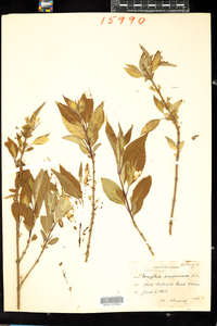 Forsythia suspensa image