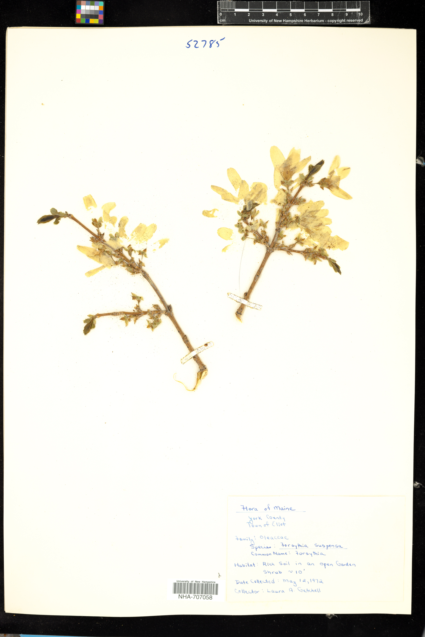 Forsythia suspensa image